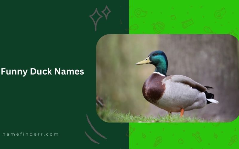 Funny Duck Names